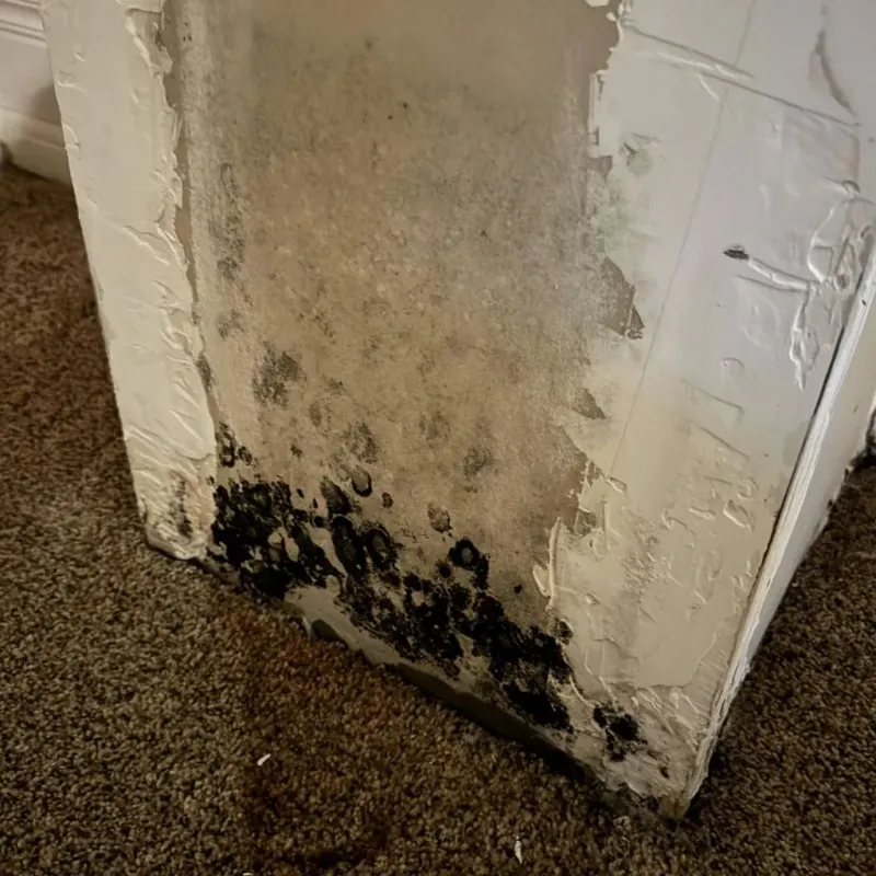 Professional Mold Removal in Centerville, TN